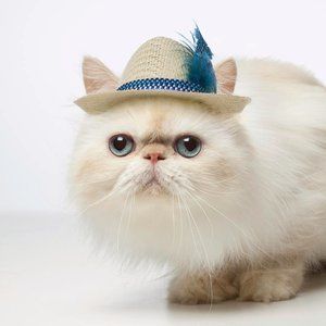 Meet your Posher, Cats With Hats